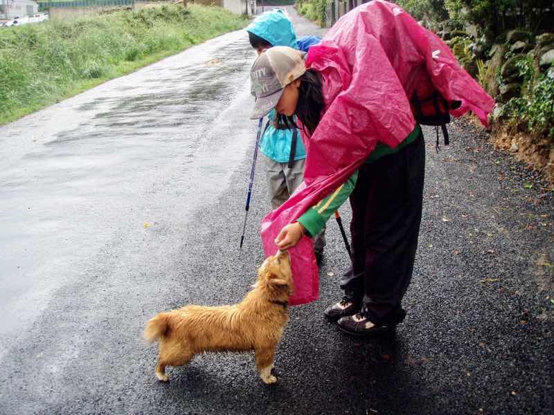 609 サンティアゴ巡礼 犬茶 12 カミーノ セー