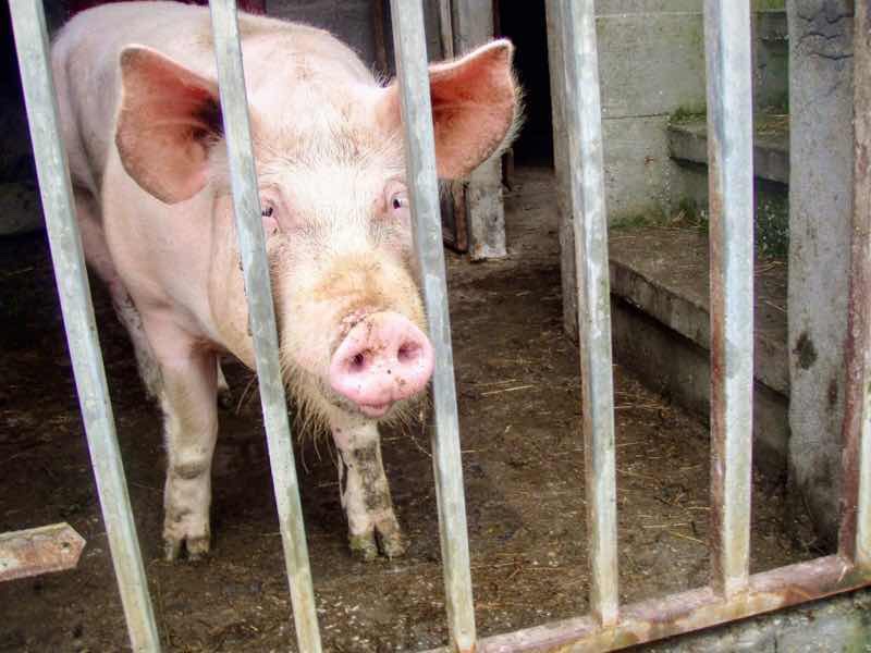 609 サンティアゴ巡礼　豚大　カミーノ　セー