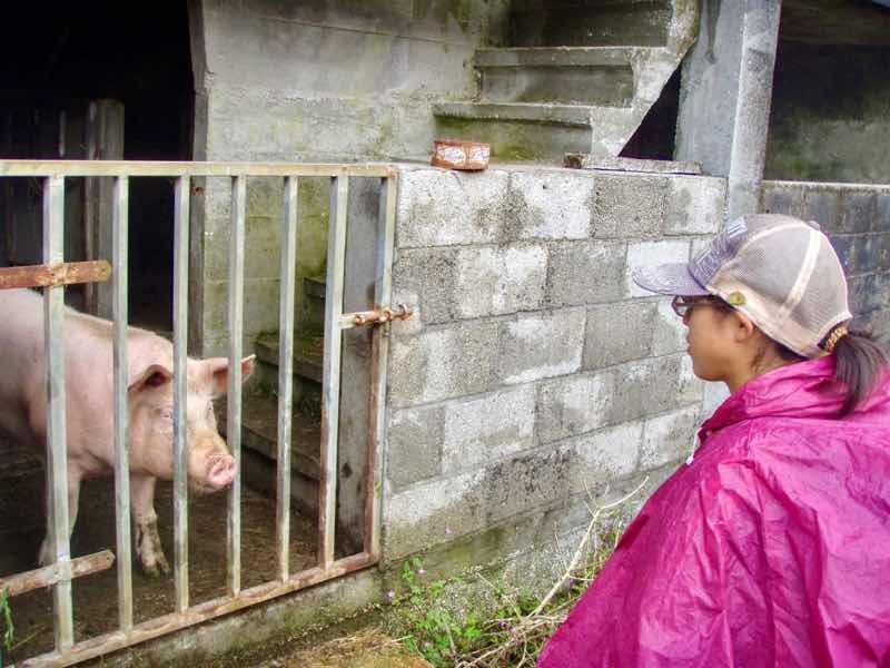 609 サンティアゴ巡礼　豚柵　カミーノ　セー