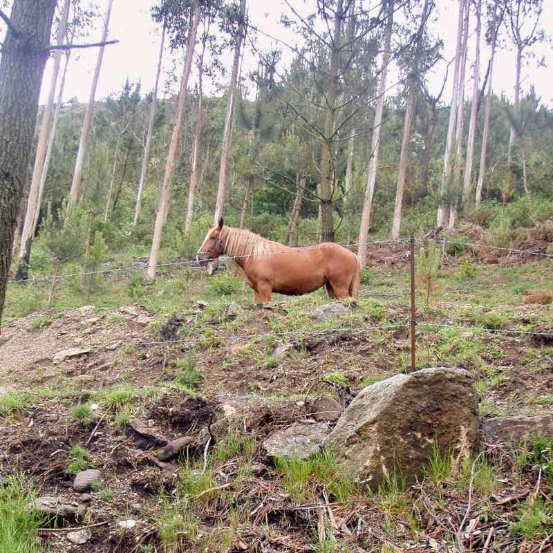 609 サンティアゴ巡礼　馬800 カミーノ　セー