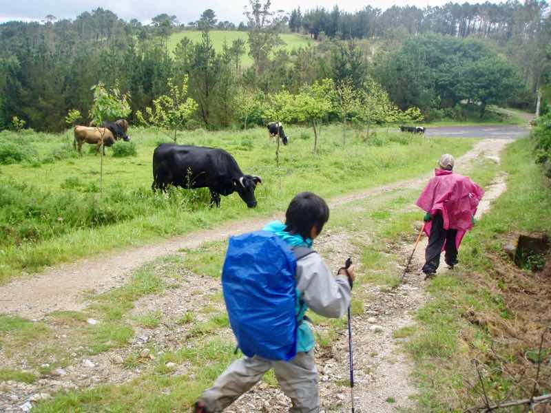 609 サンティアゴ巡礼　牛左12　カミーノ　セー