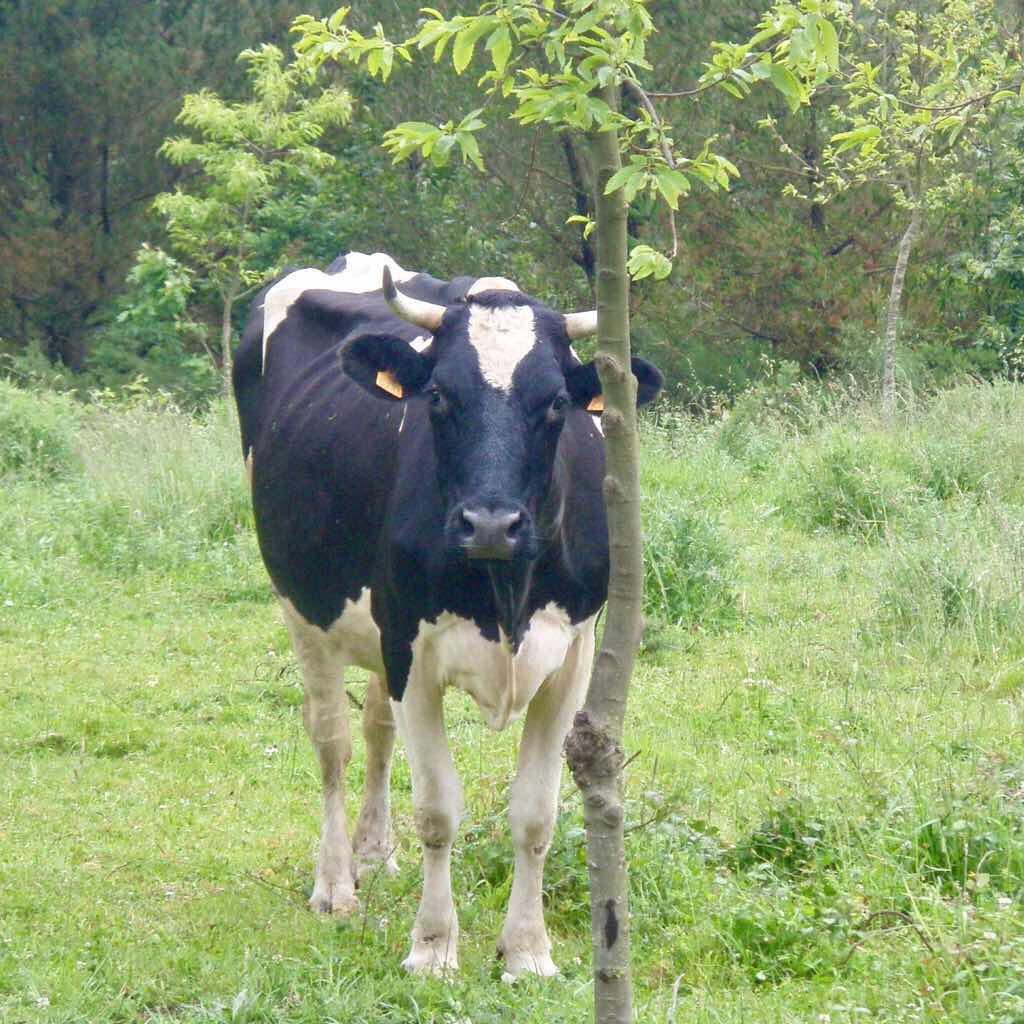 609 サンティアゴ巡礼　牛正面　カミーノ　セー