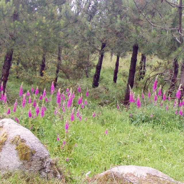609 サンティアゴ巡礼　花景色 カミーノ　セー