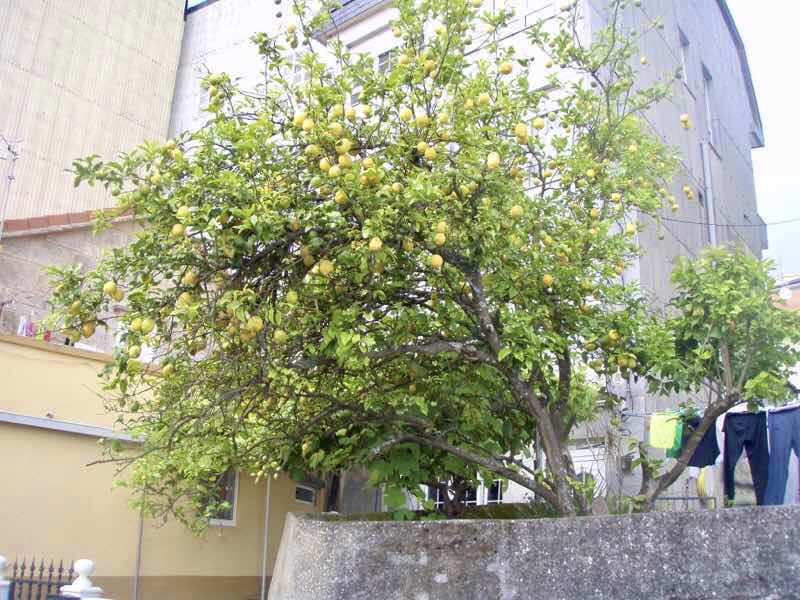 609 サンティアゴ巡礼　みかん木消防署　カミーノ　セー