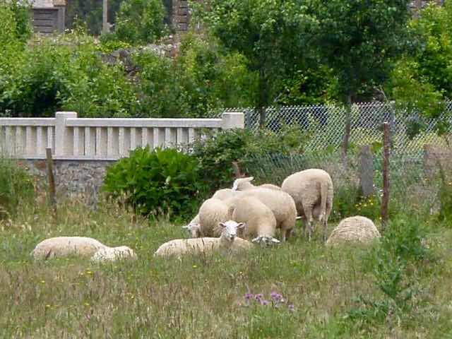 609スペイン巡礼　羊群