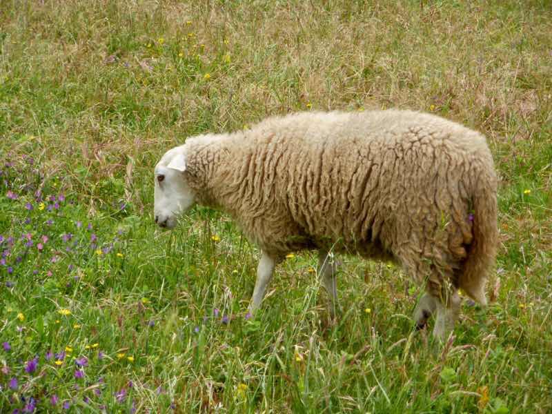609スペイン巡礼　羊