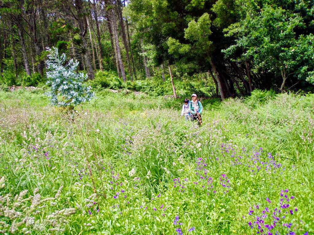613ムシア　サンティアゴ巡礼　最終地Muxia 田舎道　行き止まり草12