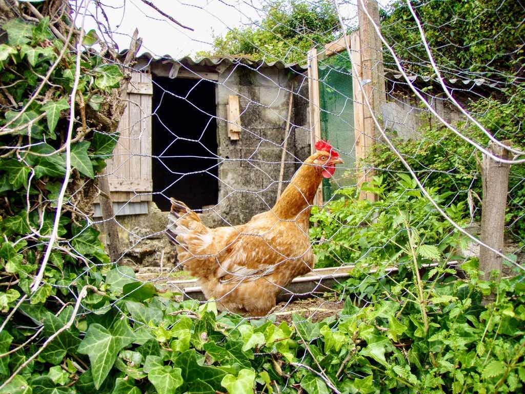 613ムシア　サンティアゴ巡礼　最終地Muxia 田舎道　ニワトリ