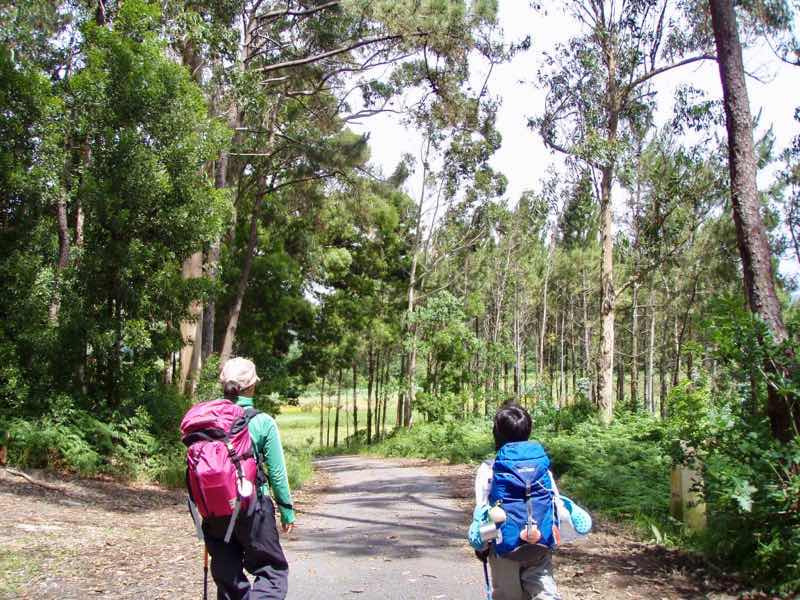 613ムシア　サンティアゴ巡礼　最終地Muxia ムシア　田舎道12　杉並木