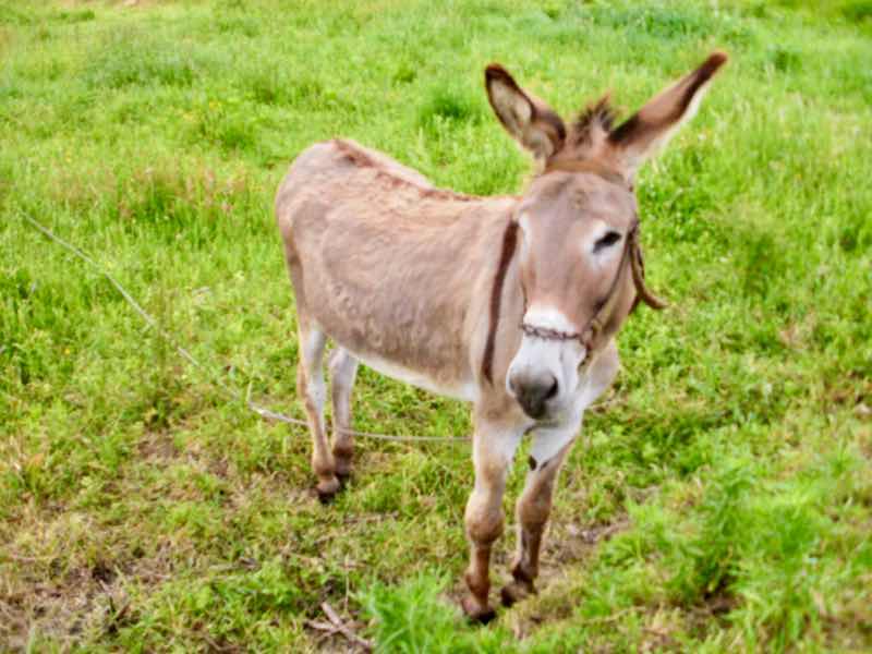 613ムシア　サンティアゴ巡礼　最終地Muxia 田舎道　ロバアップ