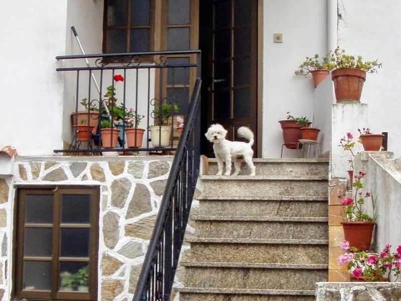 610スペイン巡礼 セー 町 犬 カミーノ フィステラ