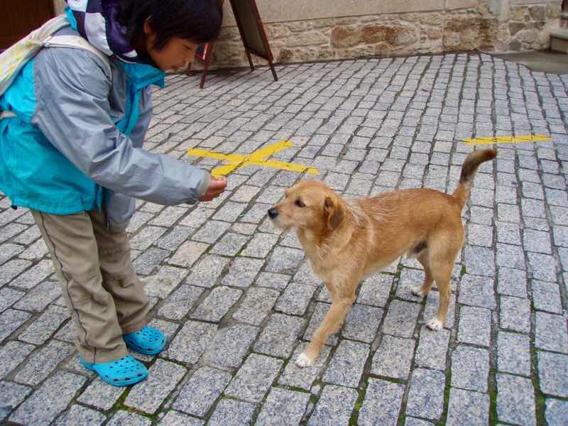 611 サンティアゴ巡礼　フィステラ　茶犬2 カミーノ