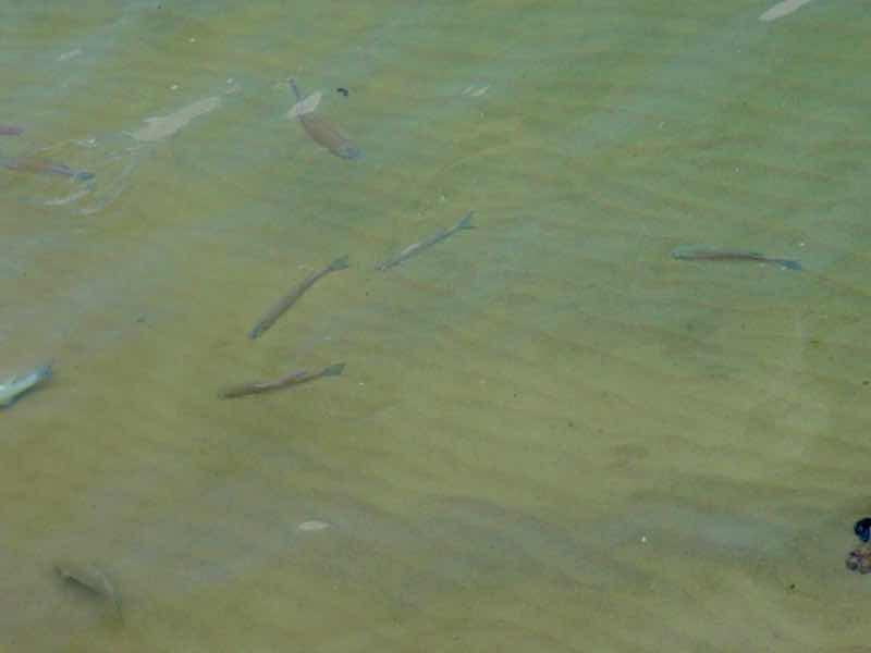 611 サンティアゴ巡礼　フィステラ　港景色魚　カミーノ