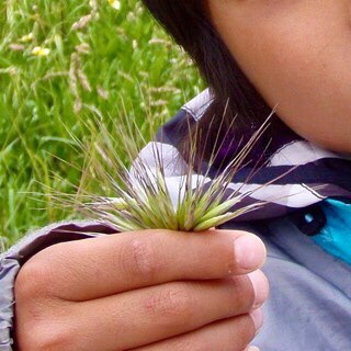 611 サンティアゴ巡礼　フィステラ　コックへん2 カミーノ