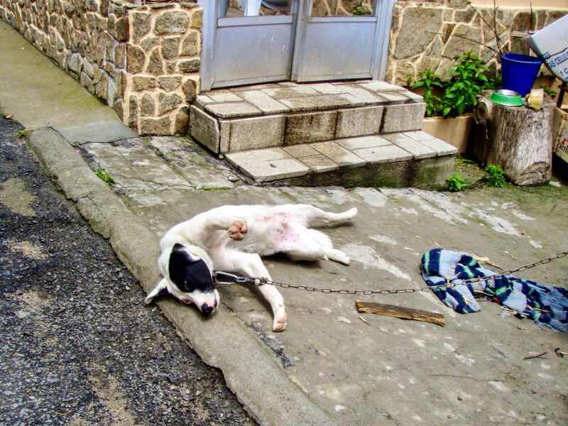 611 サンティアゴ巡礼　フィステラ　白黒犬2 カミーノ