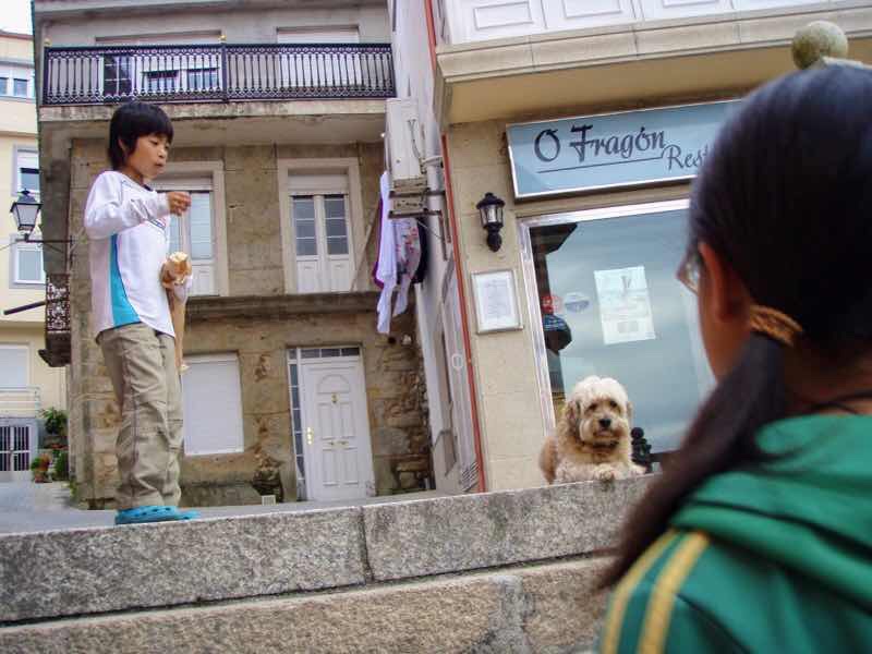 612 fisterra サンティアゴ巡礼 街中犬3