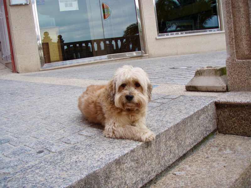612 fisterra サンティアゴ巡礼 街中犬