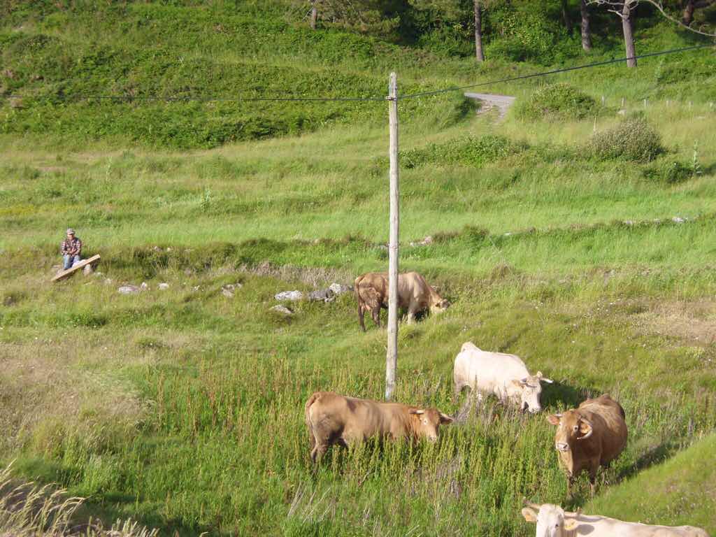 613ムシア　サンティアゴ巡礼　最終地Muxia　牛　草地の山