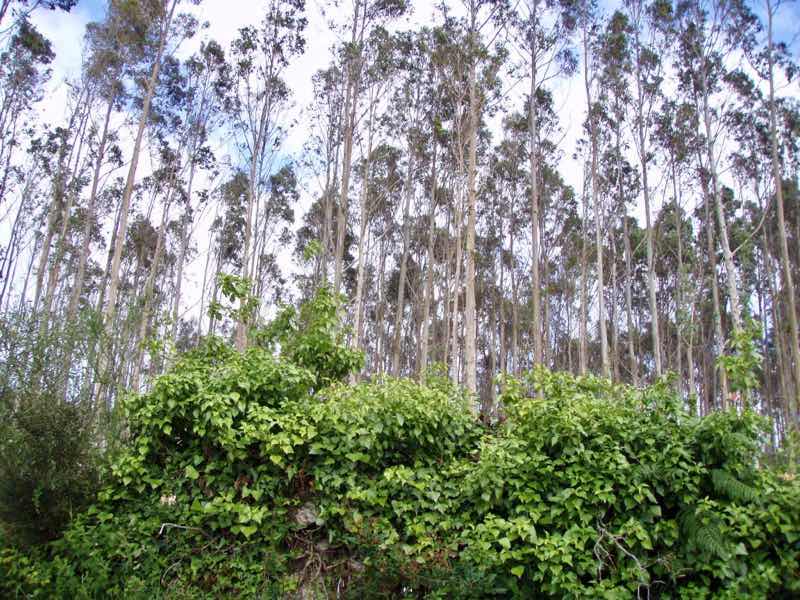 613ムシア　サンティアゴ巡礼　最終地Muxia ムシア　杉並木景色