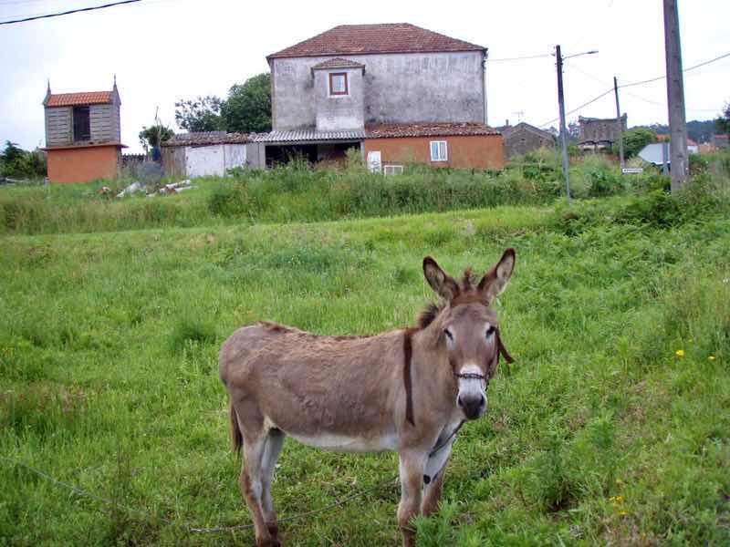 613ムシア　サンティアゴ巡礼　最終地Muxia 田舎道　ロバこちら見る