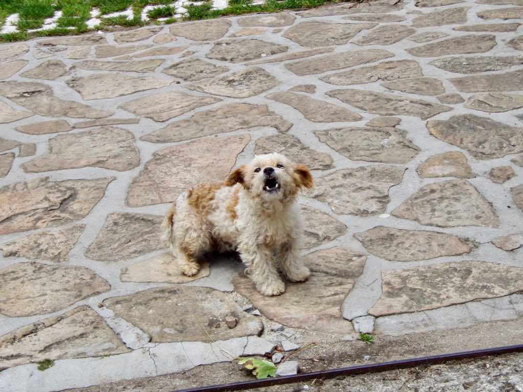 613ムシア サンティアゴ巡礼 最終地Muxia 田舎道 犬吠えチビ
