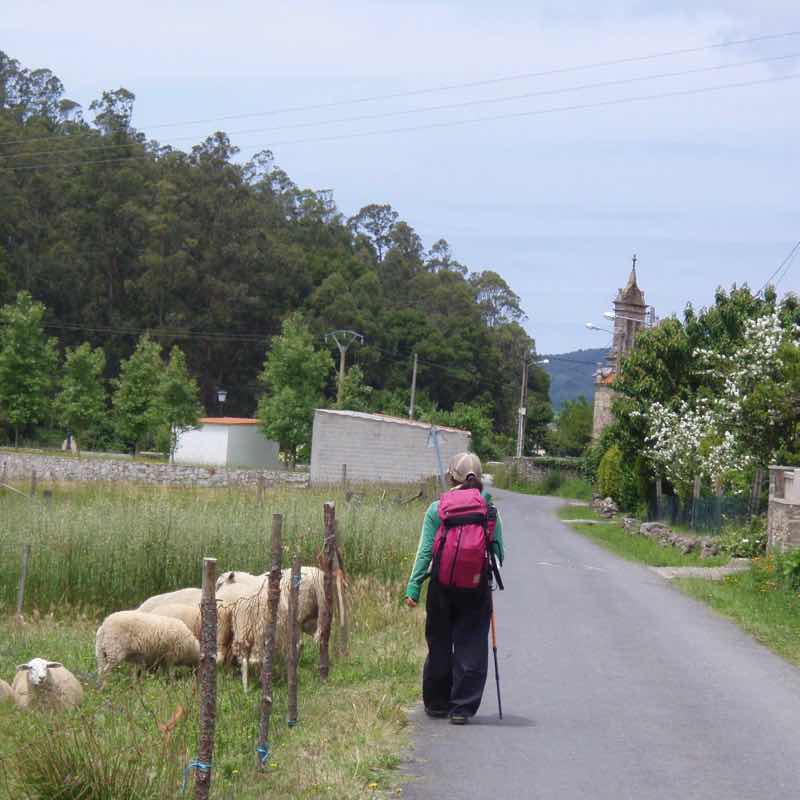 613ムシア　サンティアゴ巡礼　最終地Muxia 田舎道　羊群れ1