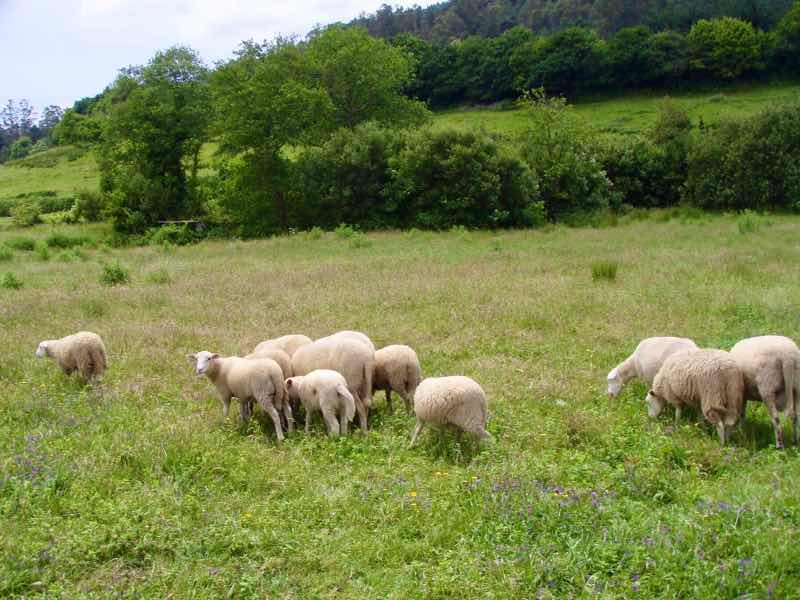 613ムシア　サンティアゴ巡礼　最終地Muxia 田舎道　羊群れ