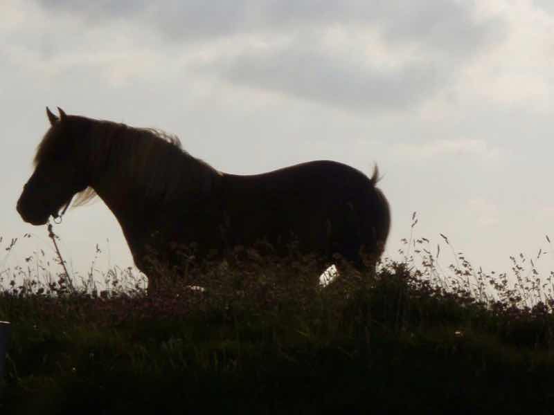 613ムシア　サンティアゴ巡礼　最終地Muxia　馬シルエット