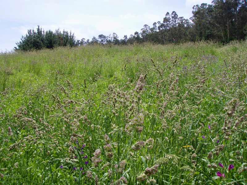 613ムシア　サンティアゴ巡礼　最終地Muxia 田舎道　行き止まり草