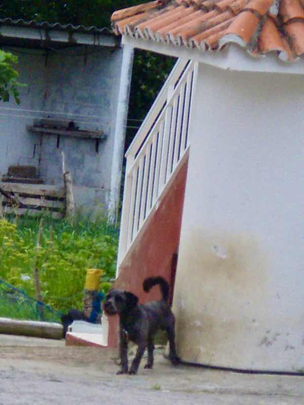 613ムシア　サンティアゴ巡礼　最終地Muxia 田舎道　黒犬