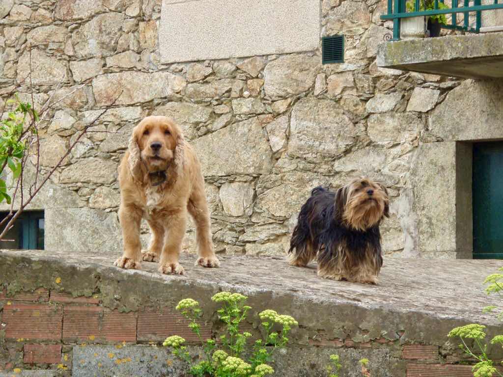 613ムシア　サンティアゴ巡礼　最終地Muxia 田舎道　犬２匹こちら見る