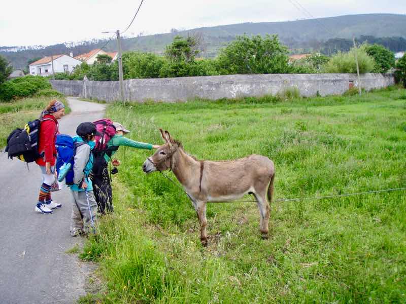 613ムシア　サンティアゴ巡礼　最終地Muxia 田舎道　ロバ1