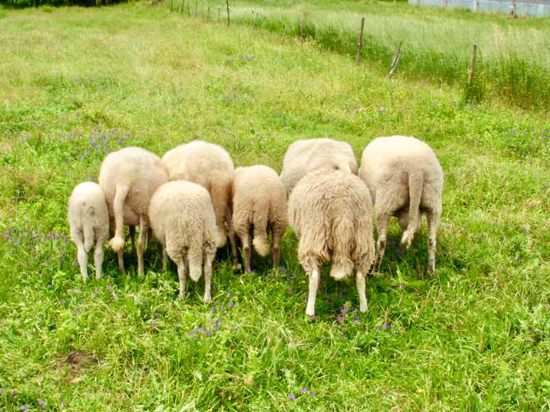 613ムシア　サンティアゴ巡礼　最終地Muxia 田舎道　羊群れ後ろ向き