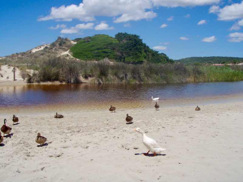 618メノルカ島　海　アヒル　Menorca