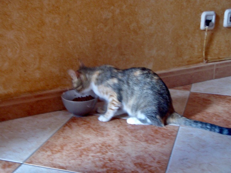 519メノルカ島　h家　母ねこ