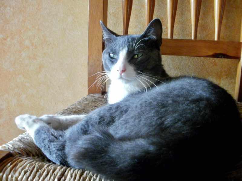 519メノルカ島　h家　父ねこ