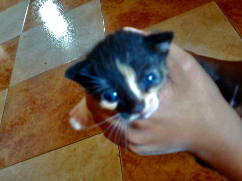 519メノルカ島　h家　子猫