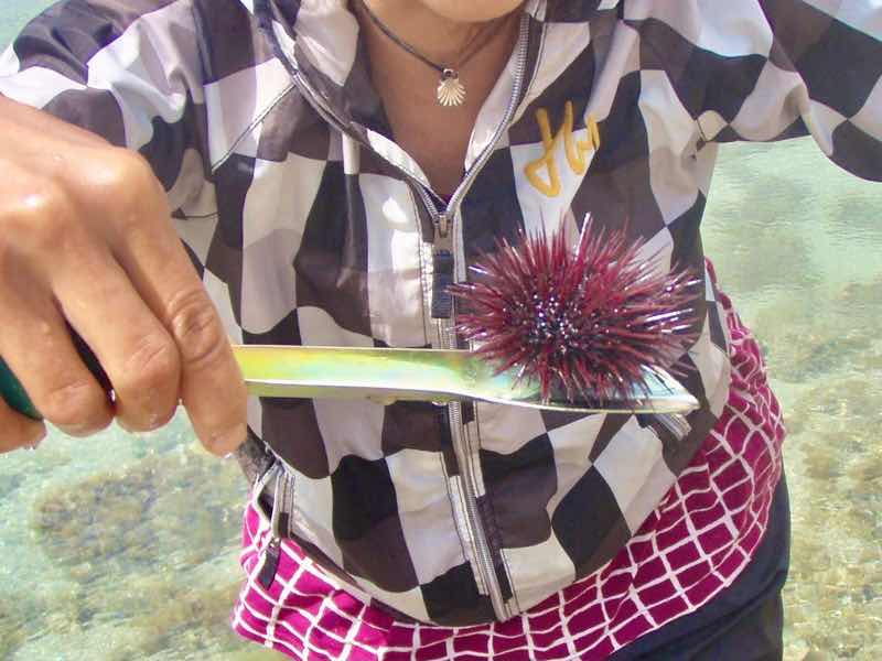 618メノルカ島　磯遊びウニ　Menorca