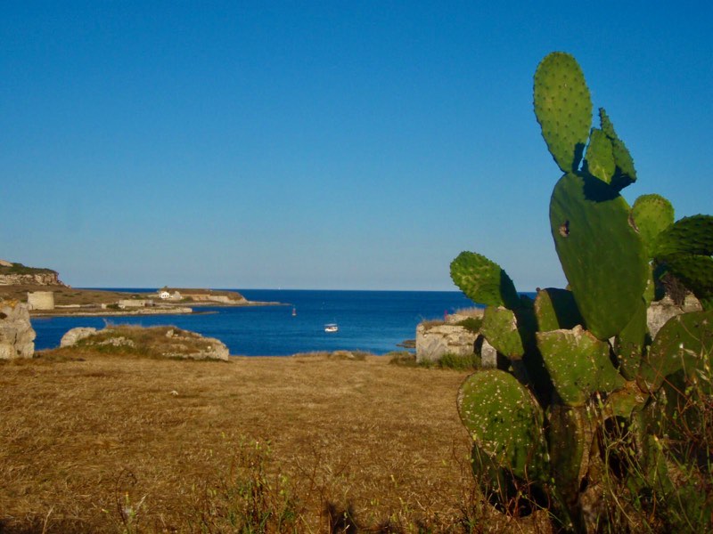 618メノルカ島海　サボテンMenorca
