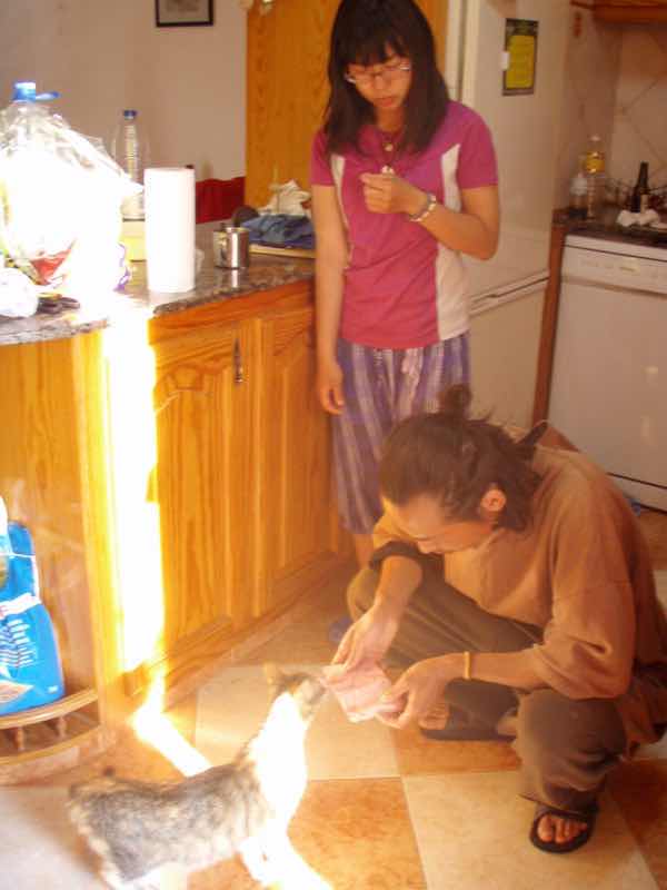 519メノルカ島　h家　子猫1p