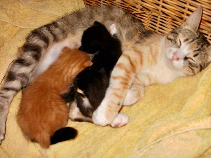 519メノルカ島　h家　ねこ授乳2