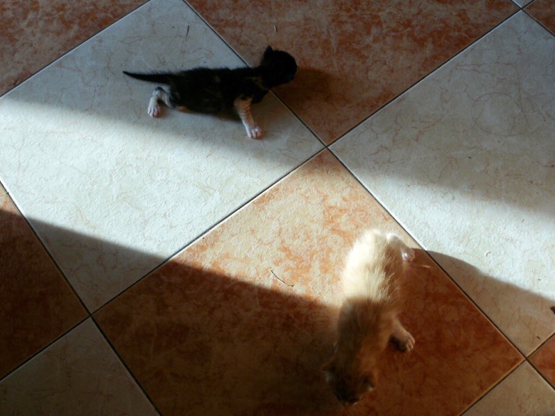 519メノルカ島　h家　子猫2匹