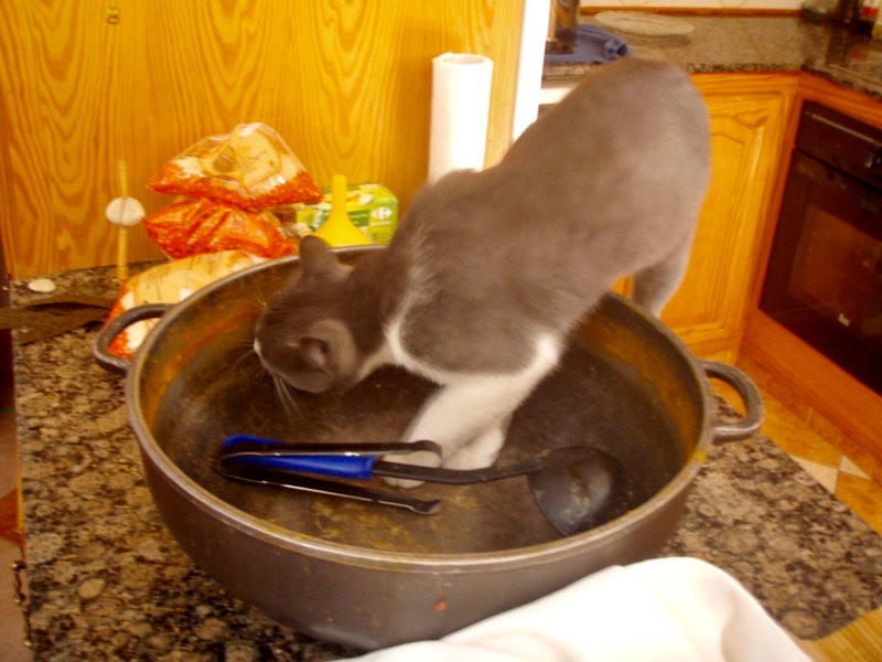 618メノルカ島Menorca 　ねこ鍋ペロリ