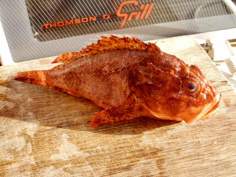 618メノルカ島Menorca 金目鯛