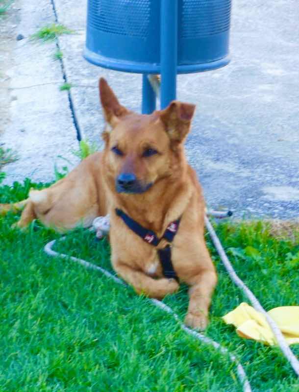 423 サンチャゴ巡礼犬　ケニア