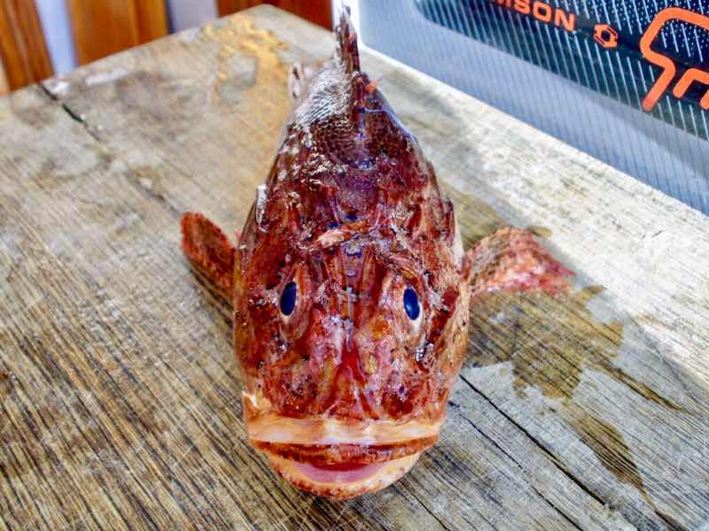 618メノルカ島Menorca 金目鯛正面