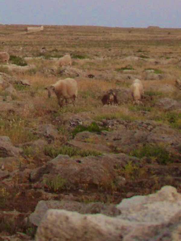 623メノルカ島 Menorca ナティ道　羊