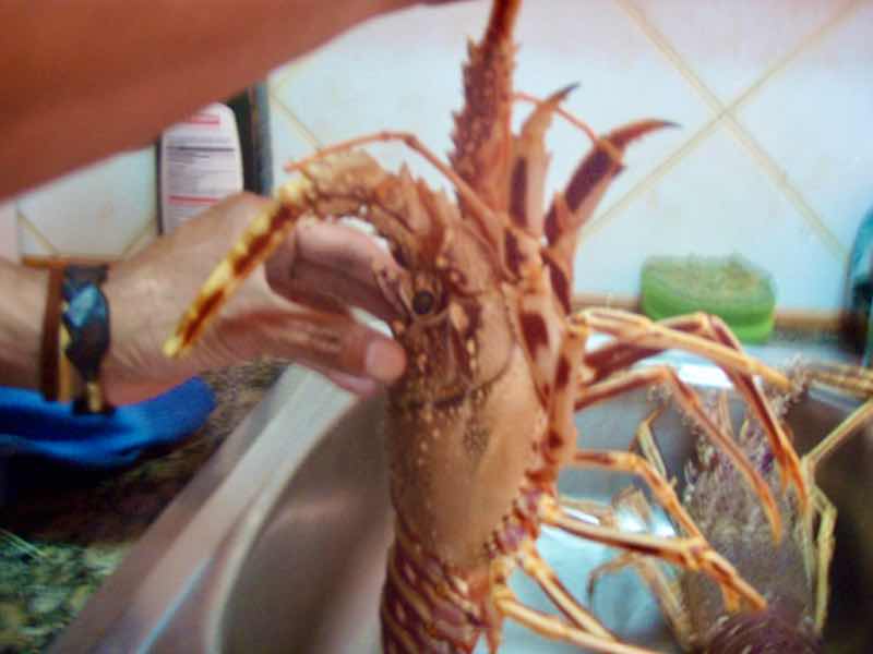 618メノルカ島Menorca 伊勢エビ横顔