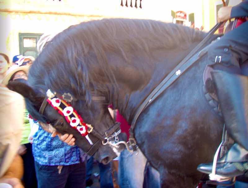 623メノルカ島 サン•フアン 馬祭り Menorca 黒馬首
