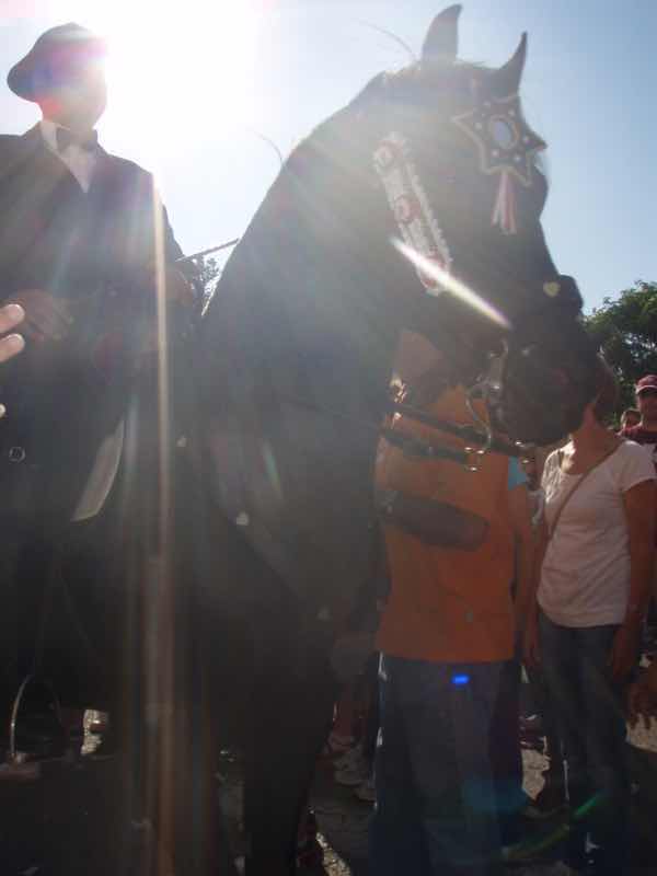 623メノルカ島 サン•フアン 馬祭り Menorca 馬騎手　採光